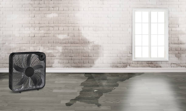 Best Water damage restoration near me  in Stewartville, AL